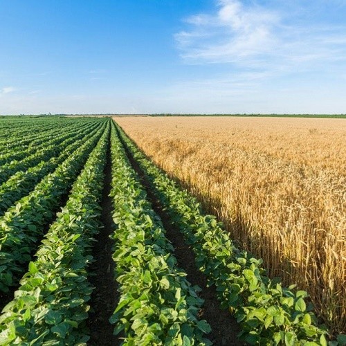 Продукция растениеводства