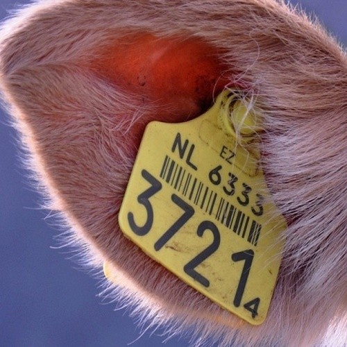 Средства маркировки и идентификации для животных